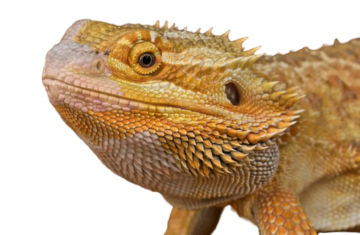 Bearded Dragon